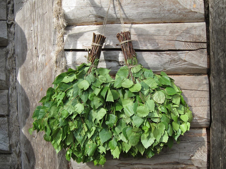 venikbereza (1).jpg